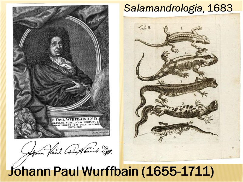 Johann Paul Wurffbain (1655-1711) Salamandrologia, 1683